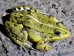 Attēlu rezultāti vaicājumam “Pelophylax”