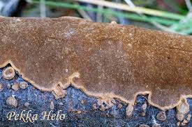 Attēlu rezultāti vaicājumam “Phellinus laevigatus”