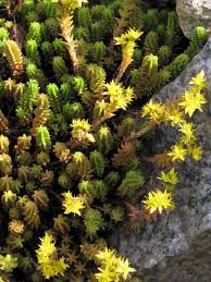 Attēlu rezultāti vaicājumam “Sedum sexangulare flower”