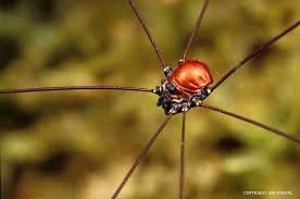 Attēlu rezultāti vaicājumam “Opiliones”