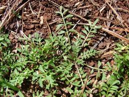 Attēlu rezultāti vaicājumam “Enteridium liceoides”