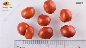 Attēlu rezultāti vaicājumam “Magnolia kobus fruit”