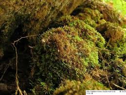 Attēlu rezultāti vaicājumam “Schistostega pennata”