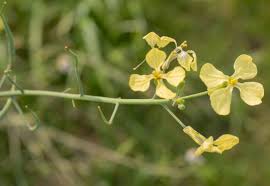 Attēlu rezultāti vaicājumam “Raphanus raphanistrum flower”