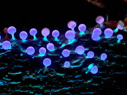 Attēlu rezultāti vaicājumam “Hemitrichia clavata stalked”