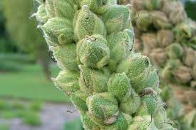 Attēlu rezultāti vaicājumam “Verbascum thapsus bud”