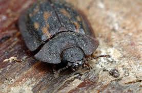 Attēlu rezultāti vaicājumam “Ostoma ferruginea”