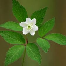 Attēlu rezultāti vaicājumam “Anemone x lipsiensis leaf”