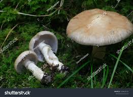 Attēlu rezultāti vaicājumam “Stropharia hornemannii”