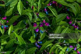 Attēlu rezultāti vaicājumam “Lathyrus vernus leaf”