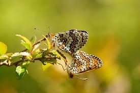 Attēlu rezultāti vaicājumam “Melitaea cinxia upperside”