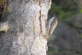 Attēlu rezultāti vaicājumam “Certhia familiaris”