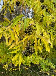 Attēlu rezultāti vaicājumam “Phellodendron amurense flower”