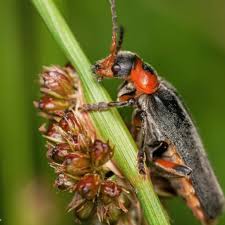 Attēlu rezultāti vaicājumam “Cantharis fusca larva”