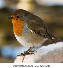 Image result for Erithacus rubecula