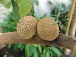 File:<b>Pouteria</b> sapota