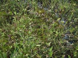 Attēlu rezultāti vaicājumam “Calliergon giganteum”