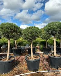 Attēlu rezultāti vaicājumam “Pinus sylvestris var. borussica”