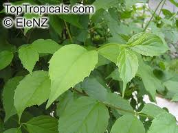 Attēlu rezultāti vaicājumam “Philadelphus coronarius leaf”