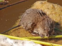 Attēlu rezultāti vaicājumam “Ondatra zibethicus”