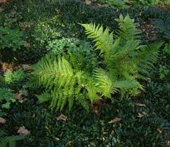 Attēlu rezultāti vaicājumam “Ajuga reptans bud”