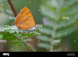 Attēlu rezultāti vaicājumam “Thecla betulae underside”