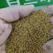 Attēlu rezultāti vaicājumam “Trifolium repens fruit”