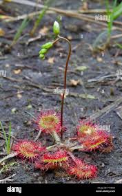 Attēlu rezultāti vaicājumam “Drosera rotundifolia flower”
