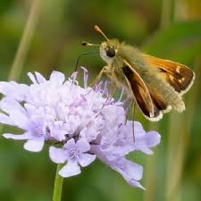 Attēlu rezultāti vaicājumam “Hesperia comma underside”