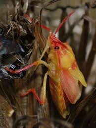 Attēlu rezultāti vaicājumam “Carpocoris purpureipennis”