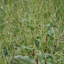 Attēlu rezultāti vaicājumam “Rumex obtusifolius”