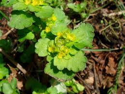 Attēlu rezultāti vaicājumam “Chrysosplenium alternifolium bud”
