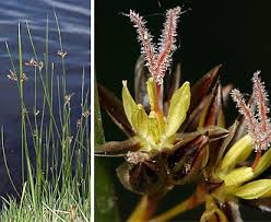 Attēlu rezultāti vaicājumam “Juncus balticus”