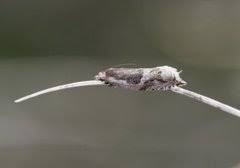 Attēlu rezultāti vaicājumam “Ancylis myrtillana”