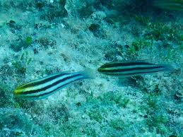 Image result for Scarus zelindae