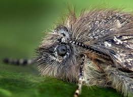 Attēlu rezultāti vaicājumam “Boudinotiana notha”