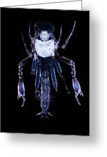 Attēlu rezultāti vaicājumam “Phronia sp.”