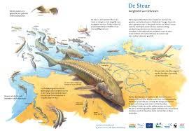 Image result for Acipenser