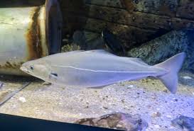 Image result for Pollachius virens