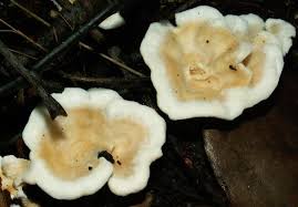 Attēlu rezultāti vaicājumam “Sistotrema confluens”