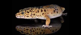 Image result for gravidity leopard gecko