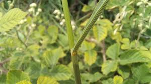 Attēlu rezultāti vaicājumam “Bromopsis inermis leaf”