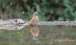 Attēlu rezultāti vaicājumam “Dendrocopos minor male”