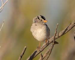 Image result for Zonotrichia leucophrys