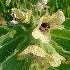 Attēlu rezultāti vaicājumam “Hyoscyamus niger”