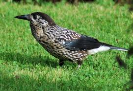 Image result for Nucifraga caryocatactes