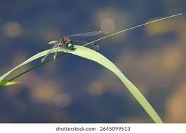 Attēlu rezultāti vaicājumam “Leucorrhinia caudalis male”