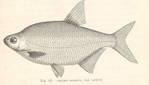 Image result for Blicca bjoerkna