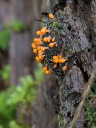 Attēlu rezultāti vaicājumam “Hemitrichia decipiens young”