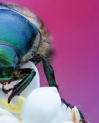 Attēlu rezultāti vaicājumam “Phyllopertha horticola”